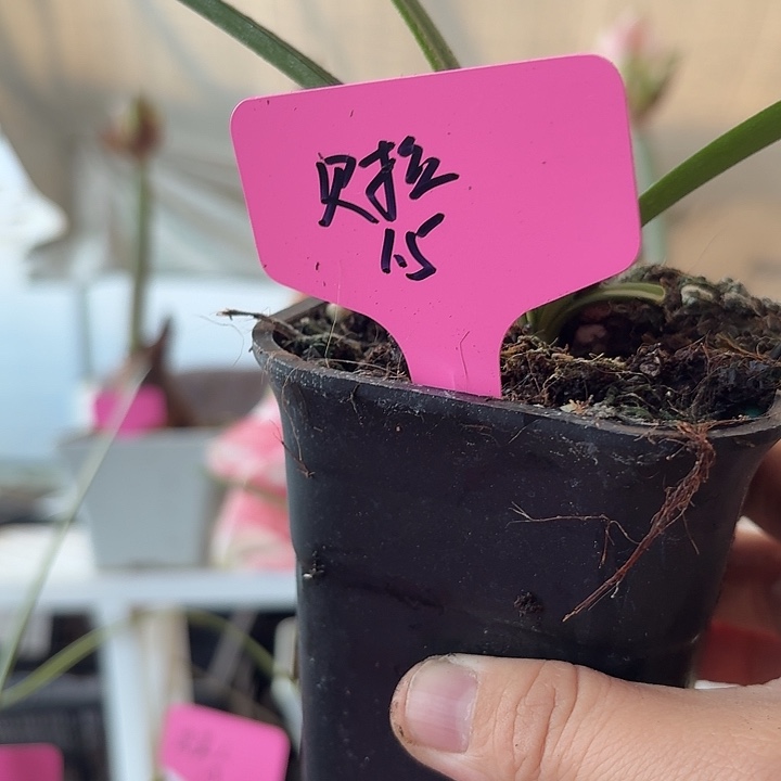 无花朵奥黛丽贝拉朱顶红直径1.7