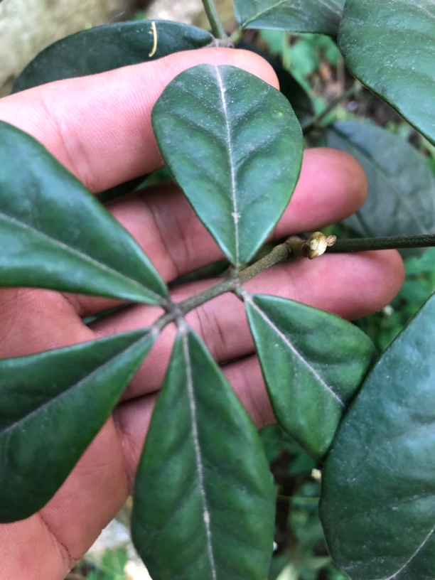 四季常青胡豆莲山货一物一拍