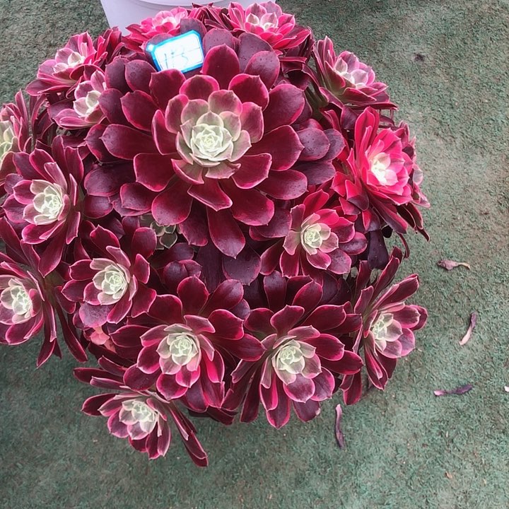 193金丝多肉法师