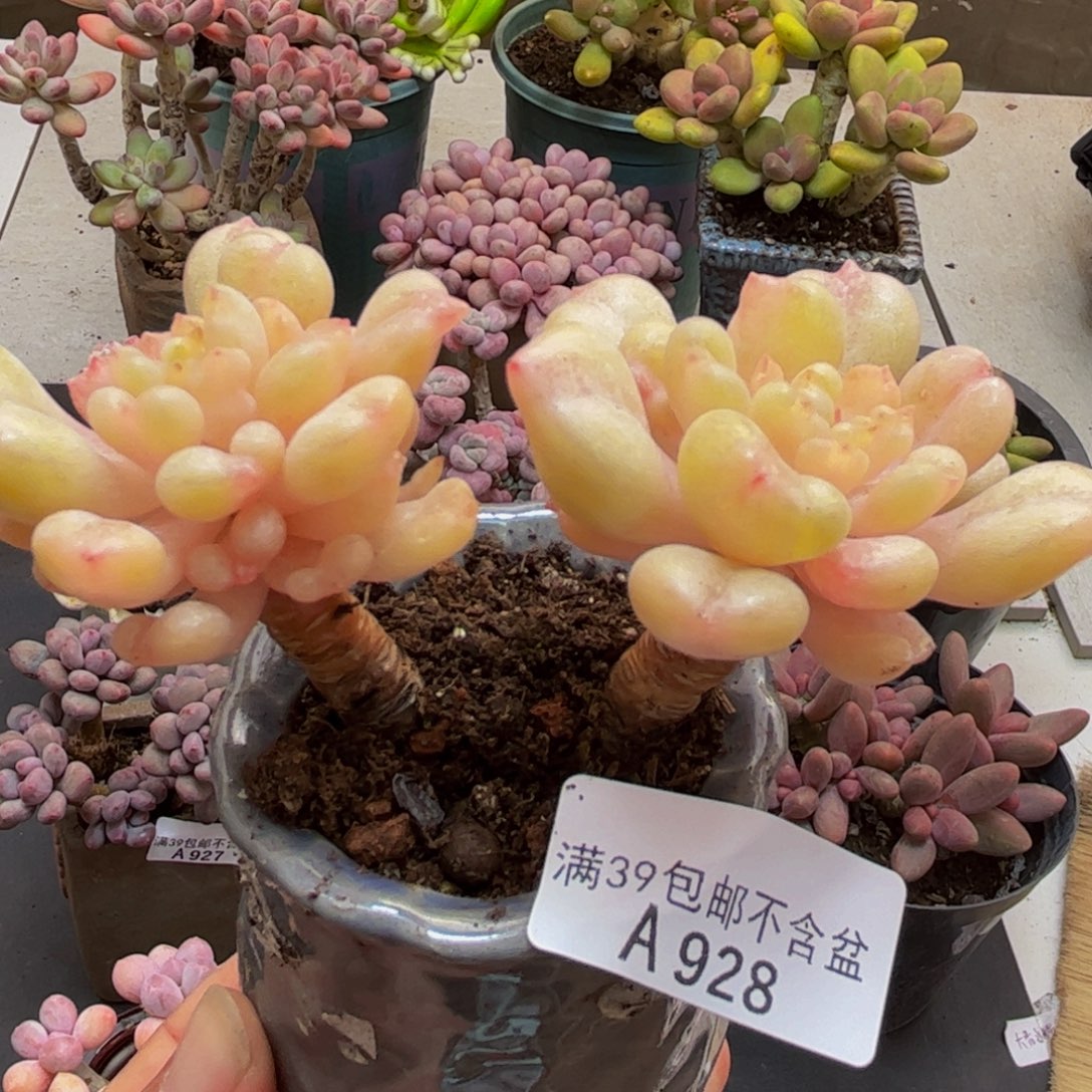 928比尔盖茨7cm多肉植物