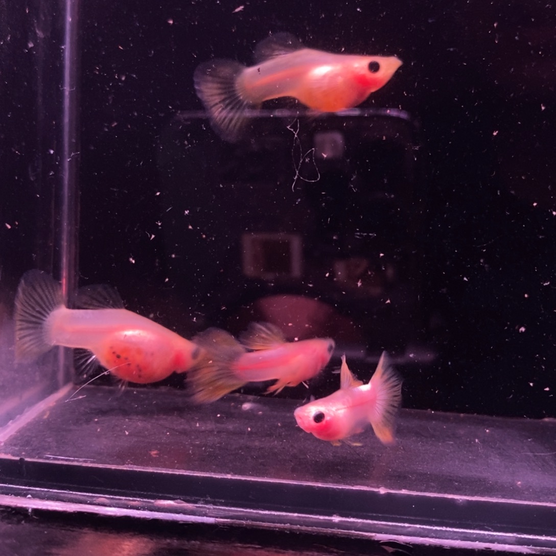 中***体孔雀鱼玻璃猫两对