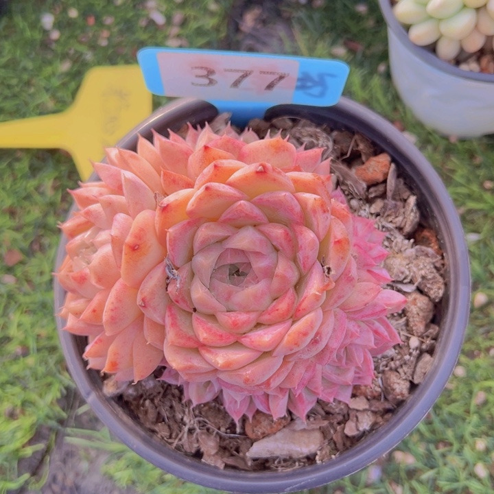 健健康康平平安安