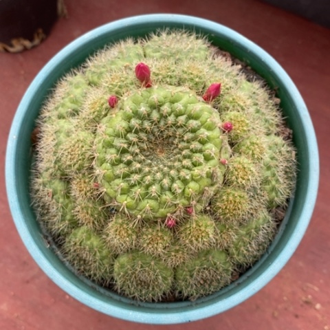 手捧球群9仙人球