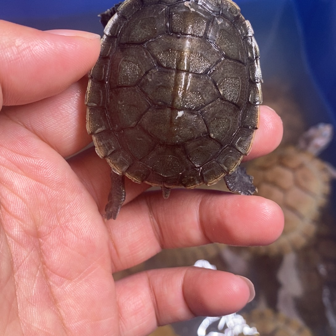 绿毛龟母一个黑吧