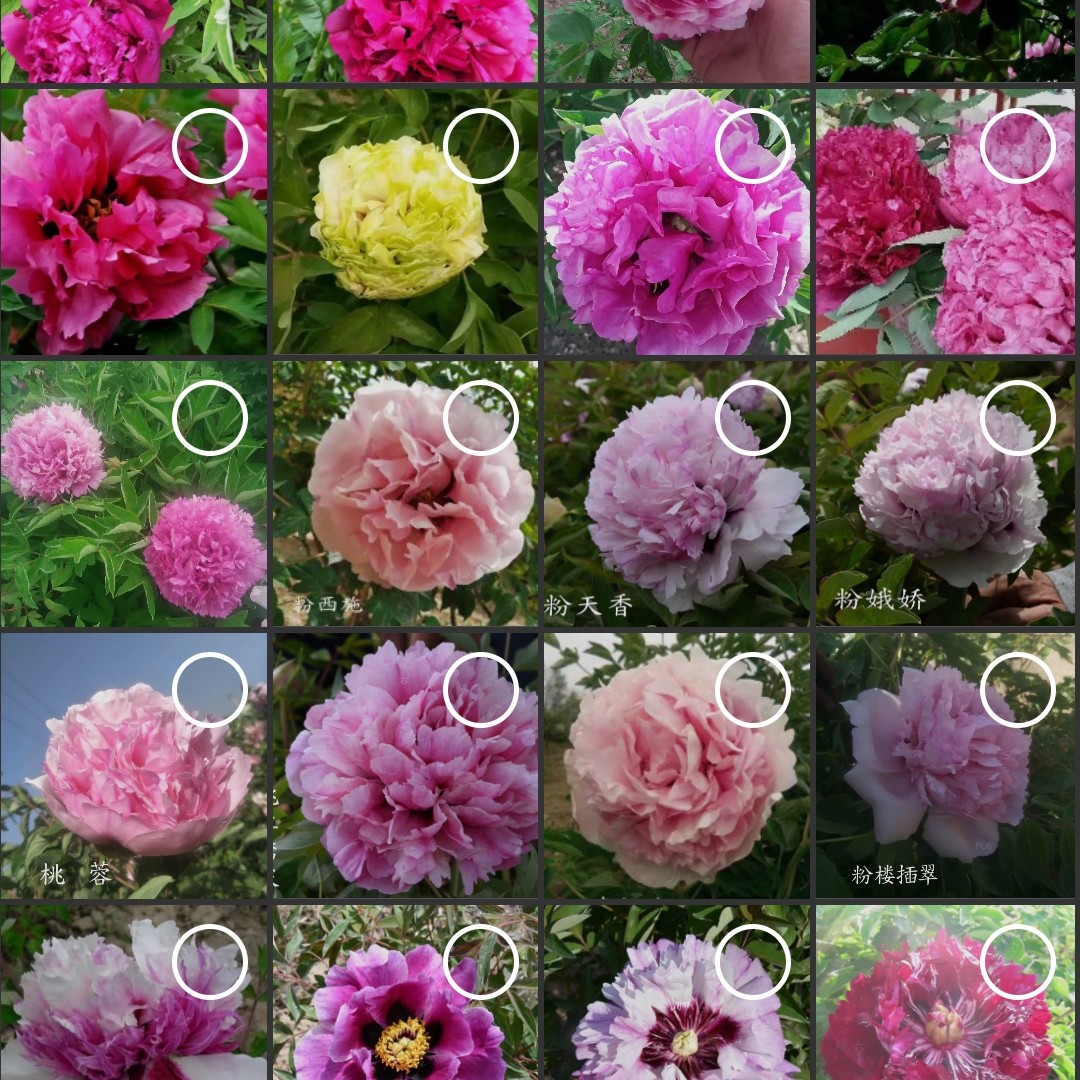 5棵观赏牡丹苗子（包邮）