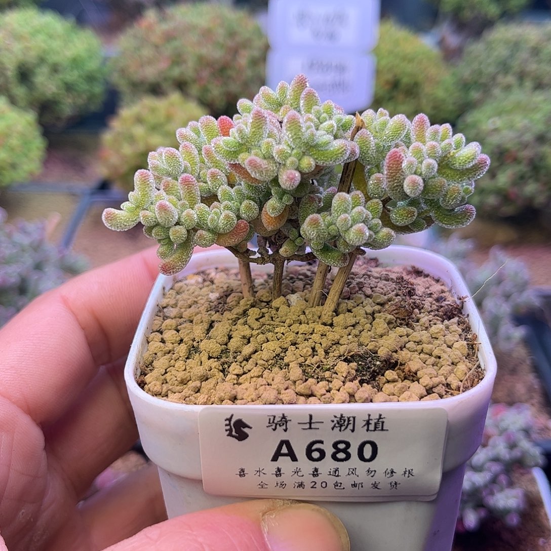 680优选冰晶枝干番杏