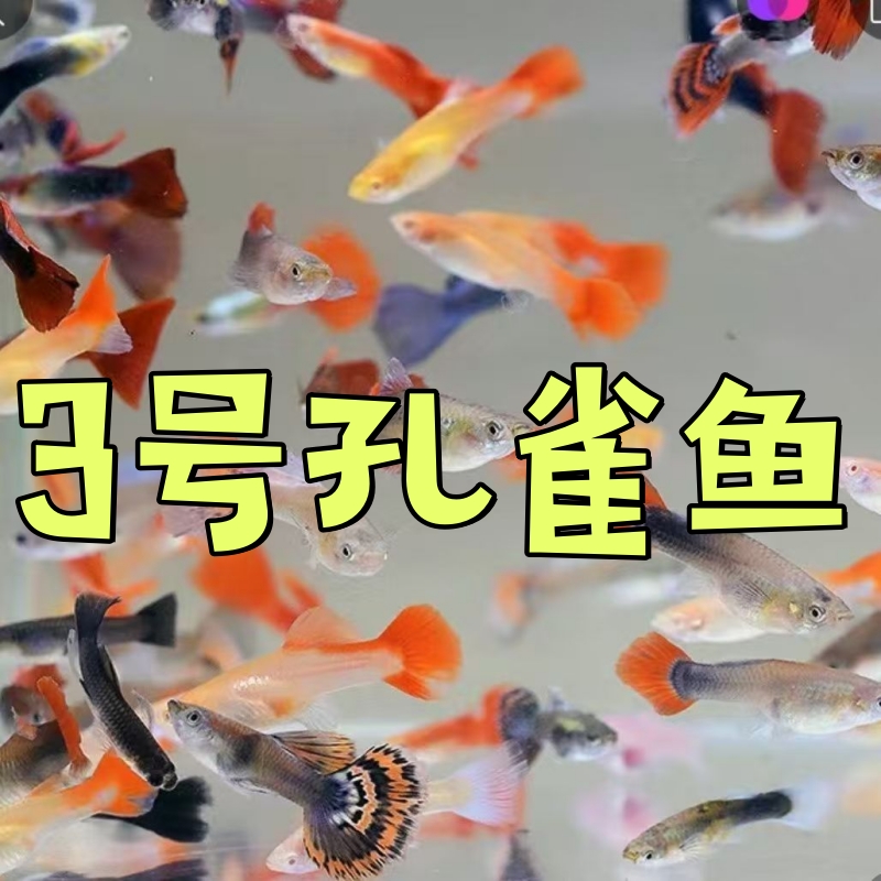 孔雀鱼凤尾鱼观赏小鱼斑马鱼耐活好养金鱼热带鱼冷水鱼观赏鱼斗鱼
