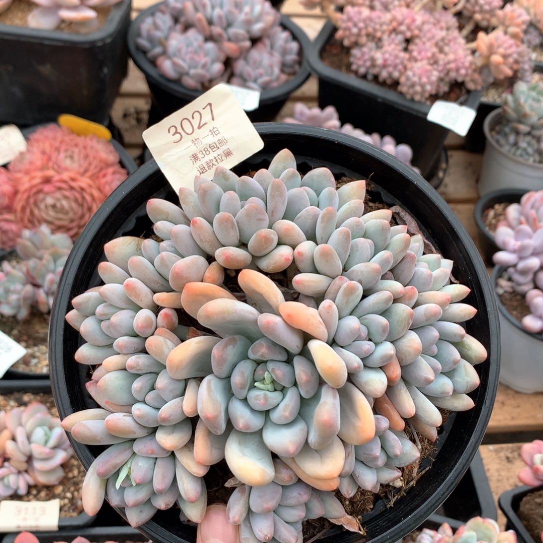 16厘米13头香水多肉3027