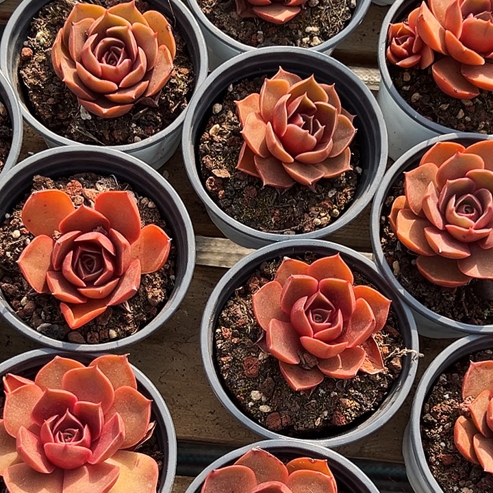 单头           红灯