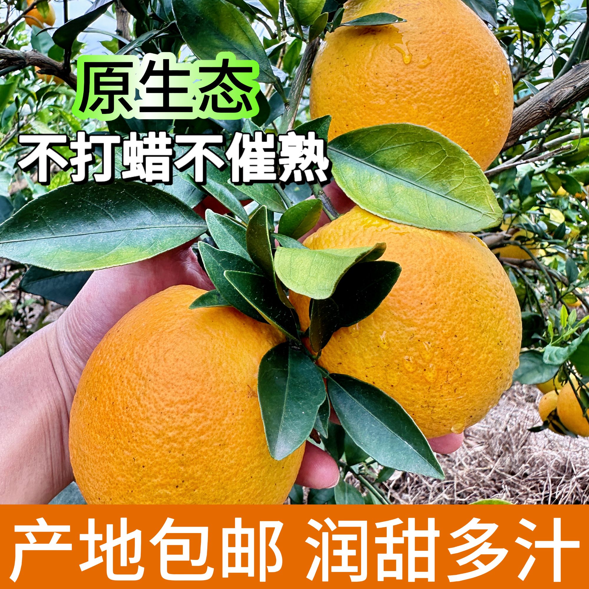 【谢支书助农专属】湖南嘉禾富硒脐橙