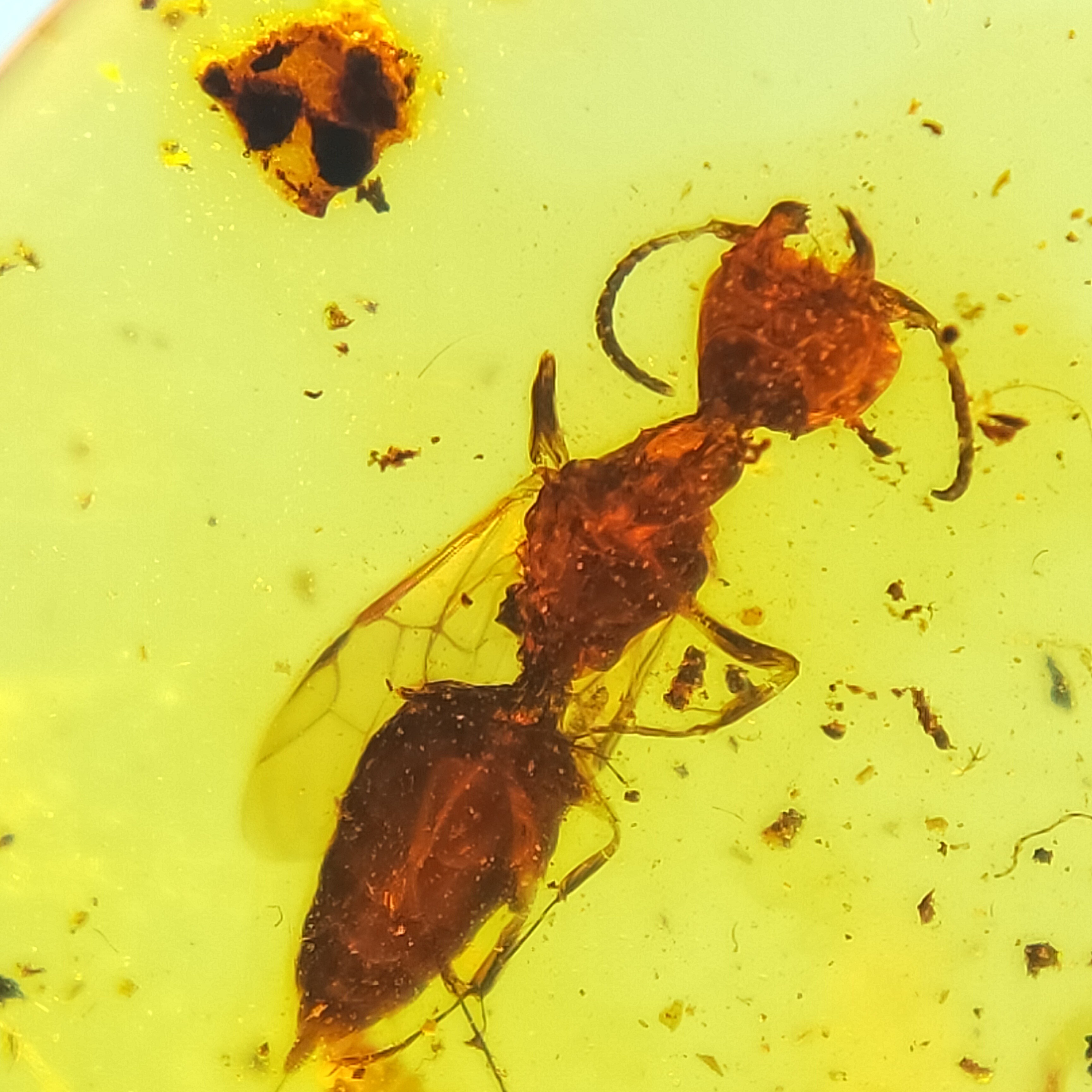 怪虫天然缅甸琥珀特色虫珀原石裸石摆件无优化化石保真