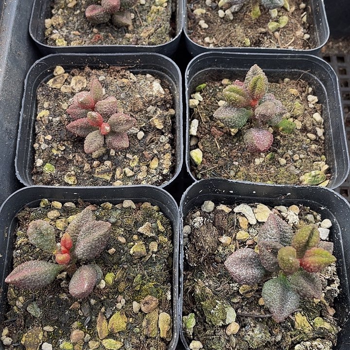 荔枝皮带盆土发货