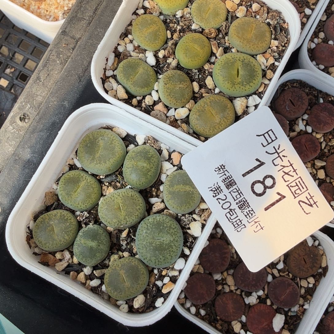 不过他不可能181是