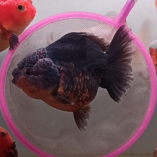 海水鱼精品泰狮观赏金鱼