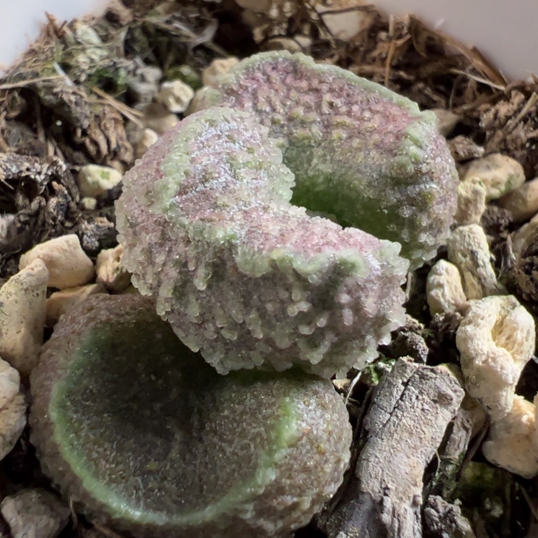 实生新品多肉植物水泡