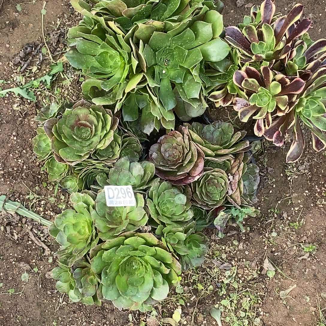 296号5个包邮多肉植物