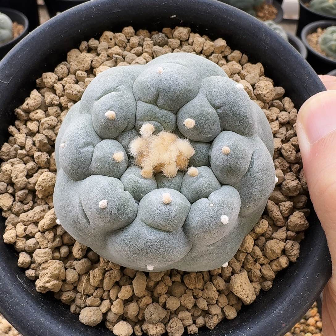 白肌佛头桃缝 鲜侧芽5.7cm 0914