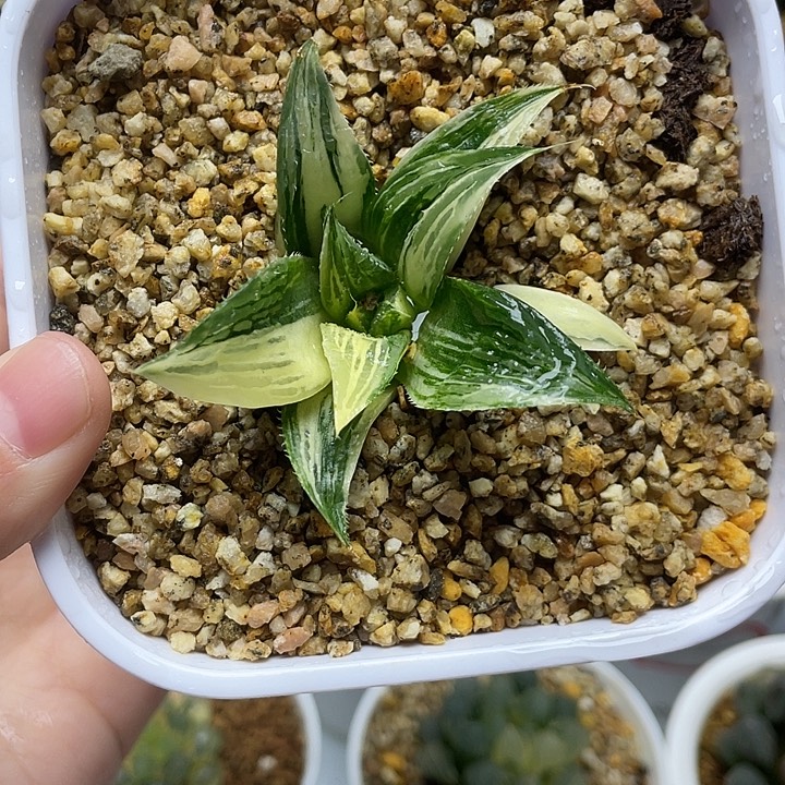 13  芭提雅实生锦(侧芽)