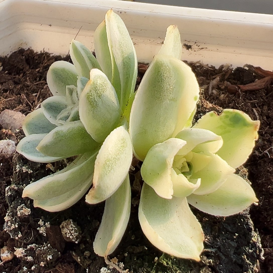 山地玫瑰锦秋夕946号