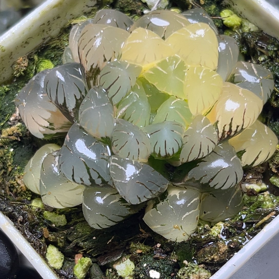 十二卷多肉植物68大紫