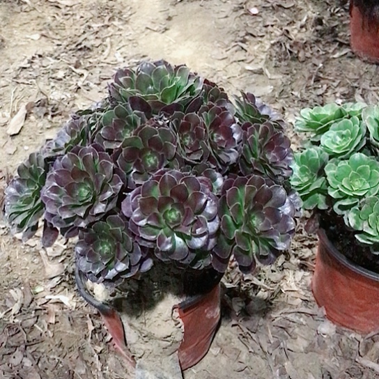 小***清荷兰玫瑰法师00000068