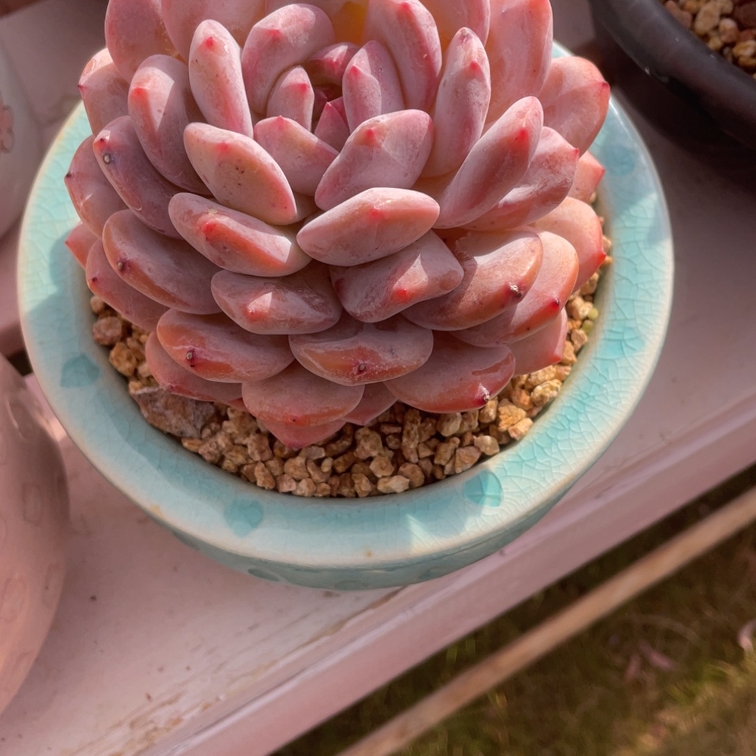 萍***逢橙子一物一拍链接