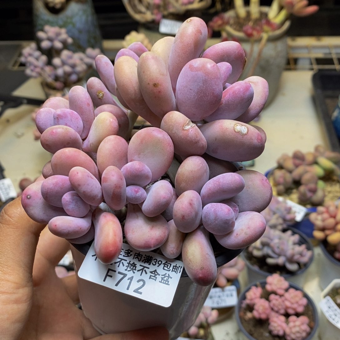 712彩虹奶多肉有断枝