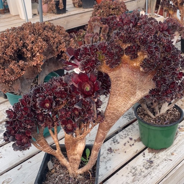 多肉植物的营养素的作用二第十四