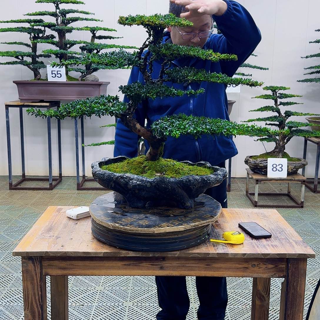 无花朵珍珠红芽罗汉松造型盆景