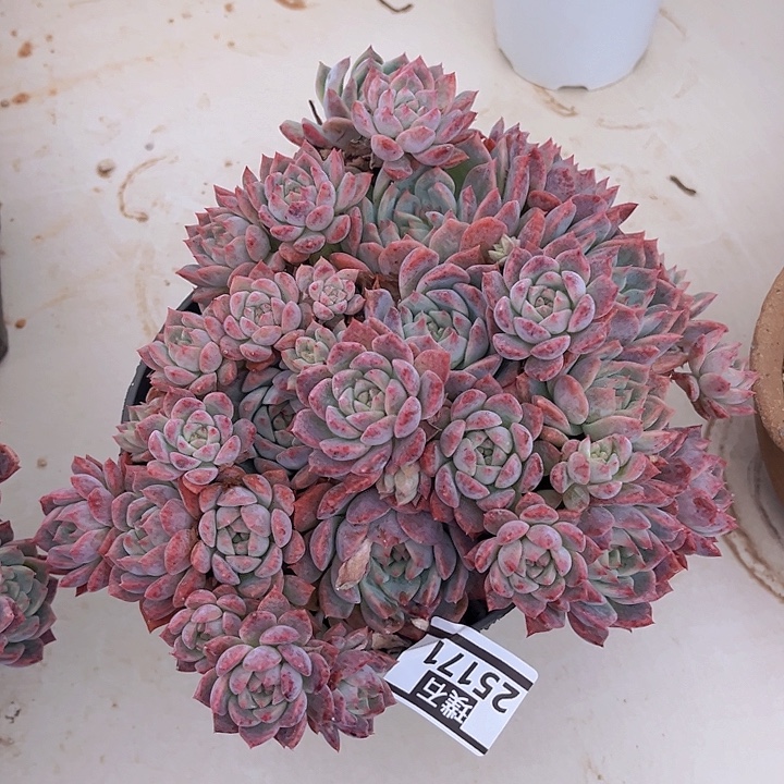 霜花25171多肉植物