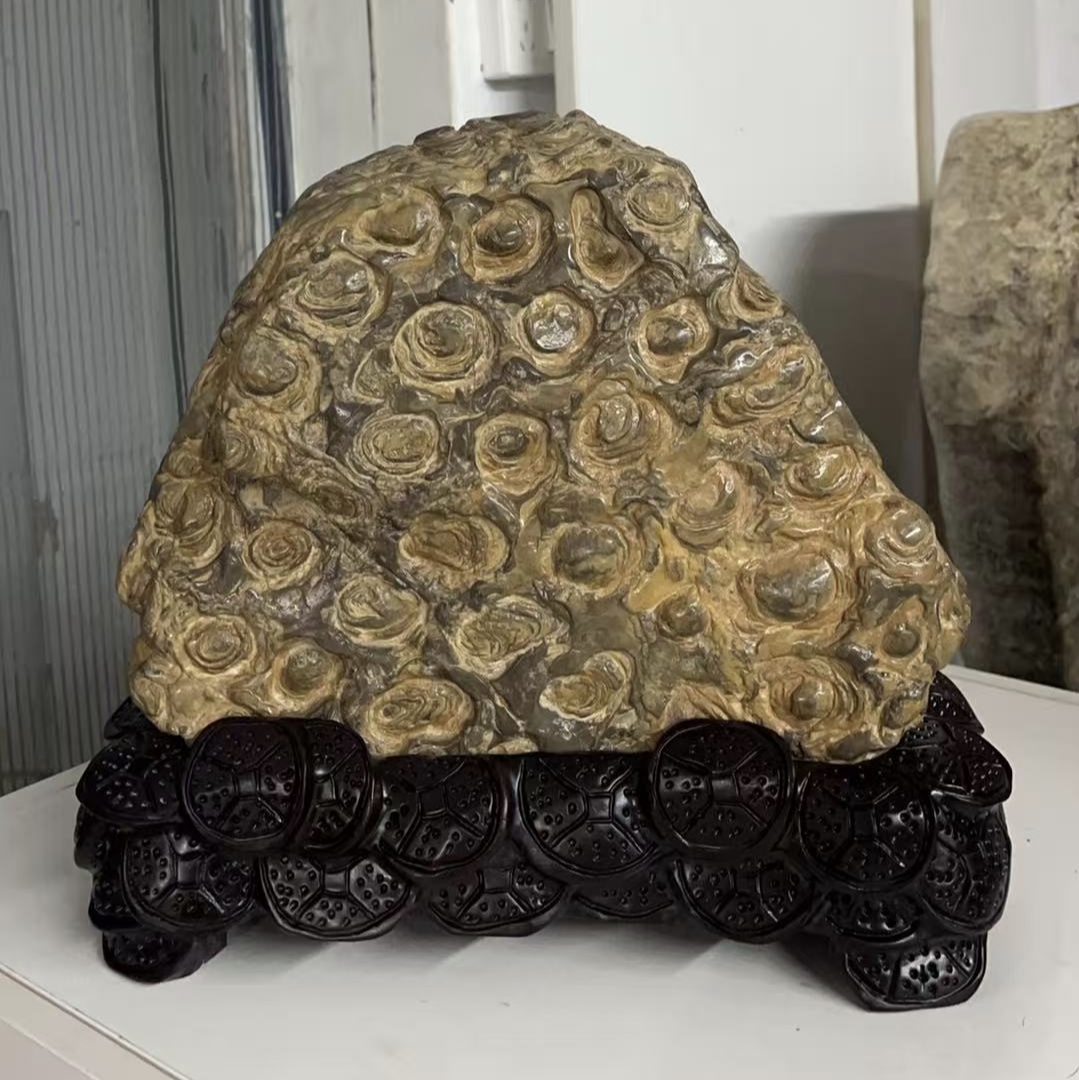 灵璧石果然金钱石（直播间链接，以直播间实物为准）