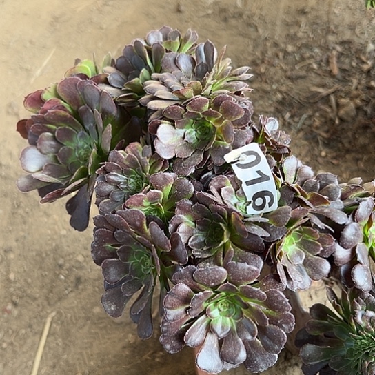 十***园多肉植物一个黑同湖016