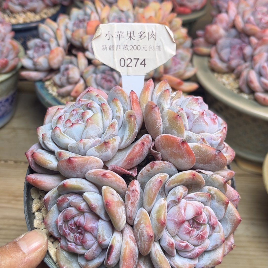 绿底紫心274/11cm4头