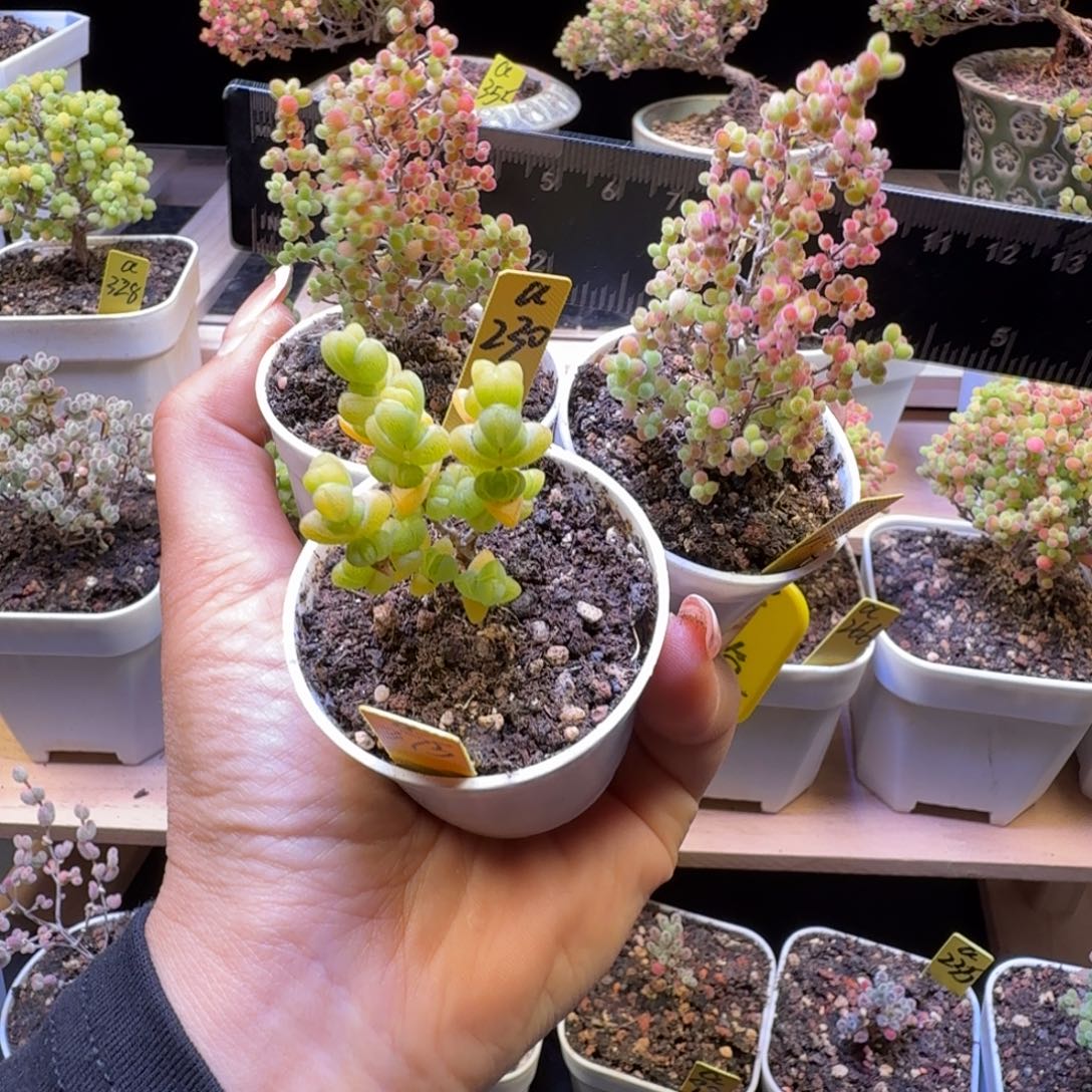 柠***桔a230a295a375三颗一组