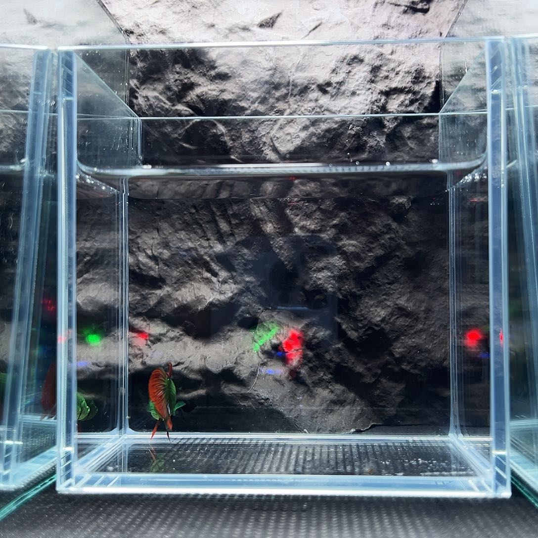 斗鱼精品精品精品精品精品