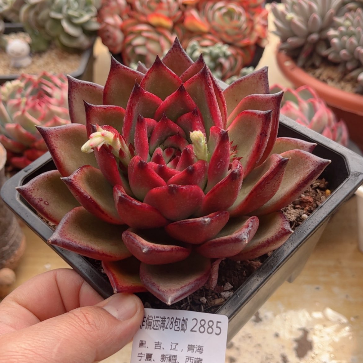 【闪购商品】2885摩根多肉