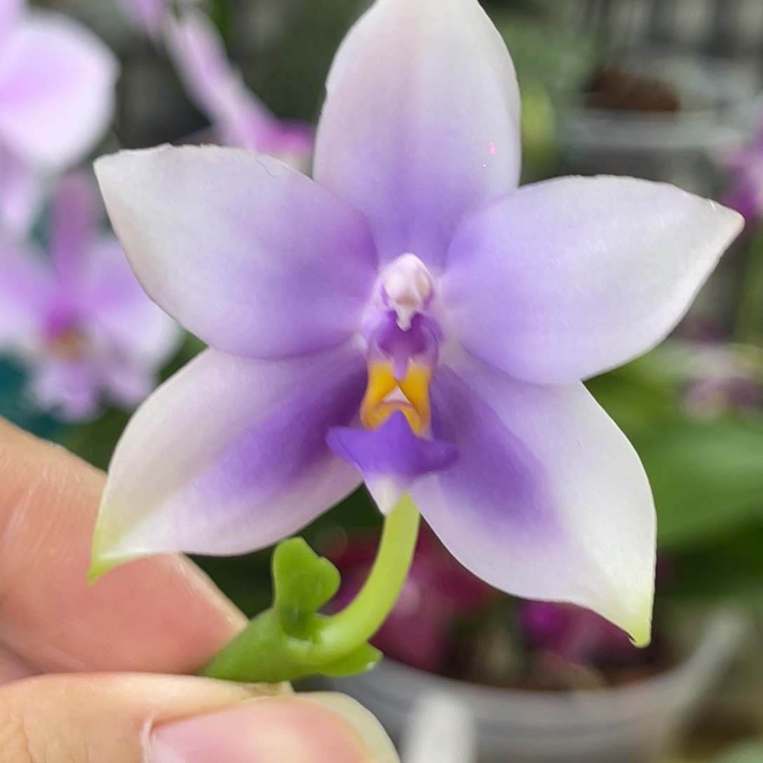 完全开放SWR22MC-1148