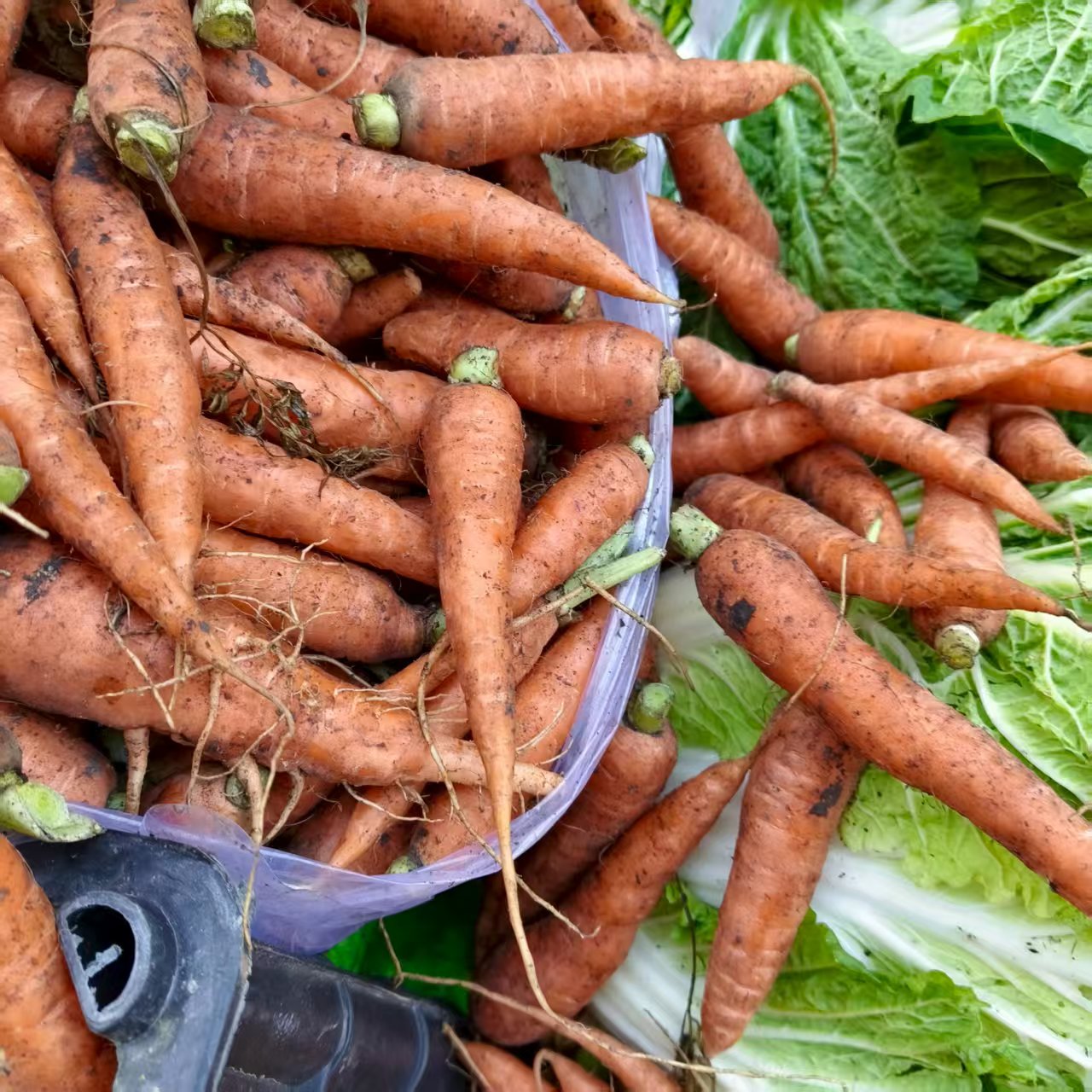 东北胡萝卜小胡萝卜崽5斤