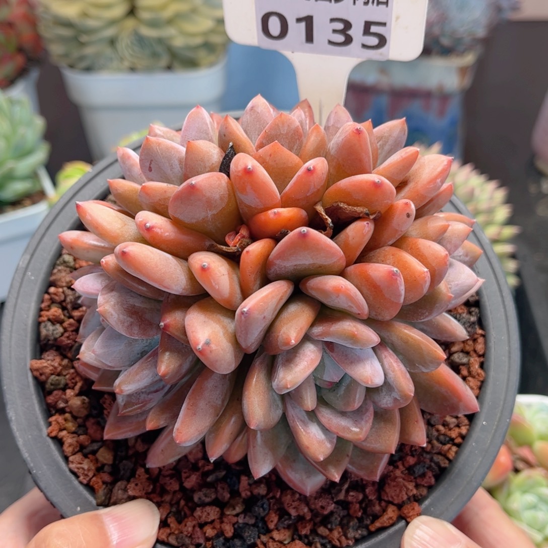 多肉植物0135 一定要拍个冷链哦