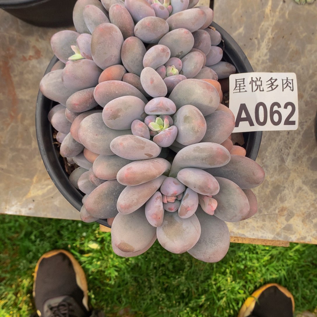 萱*萌星悦多肉    A062