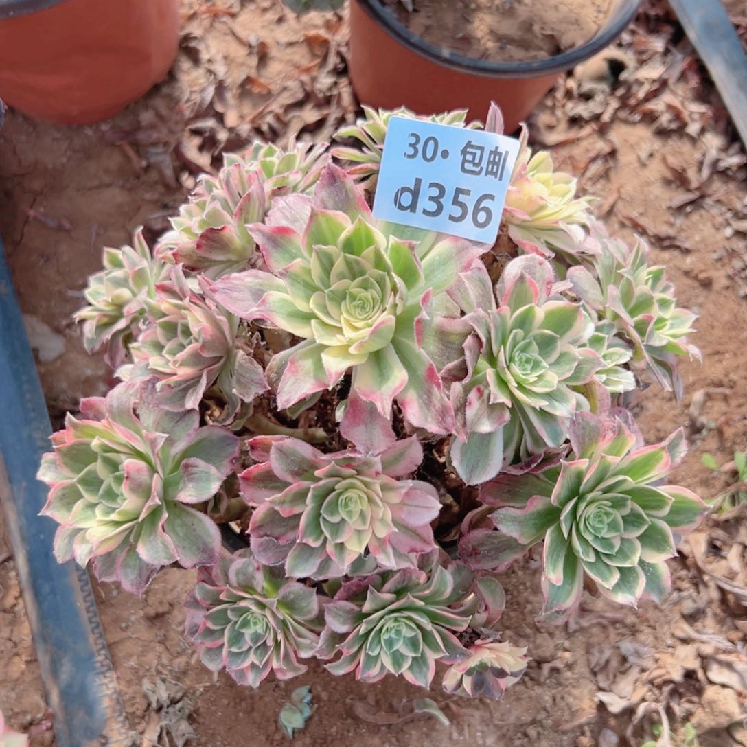 356烟花铜处理多肉法师