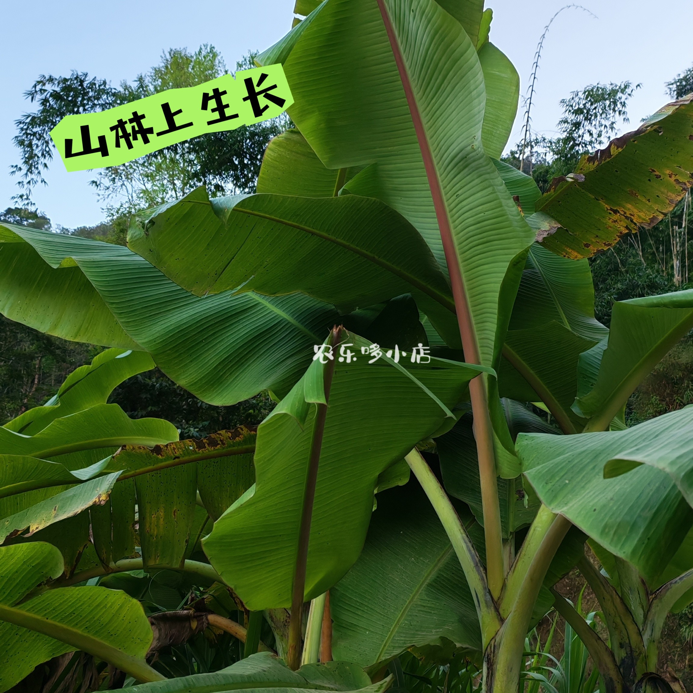 直播链接云南新鲜芭蕉叶现摘现发包粑粑烧烤垫绿色植物环保实用