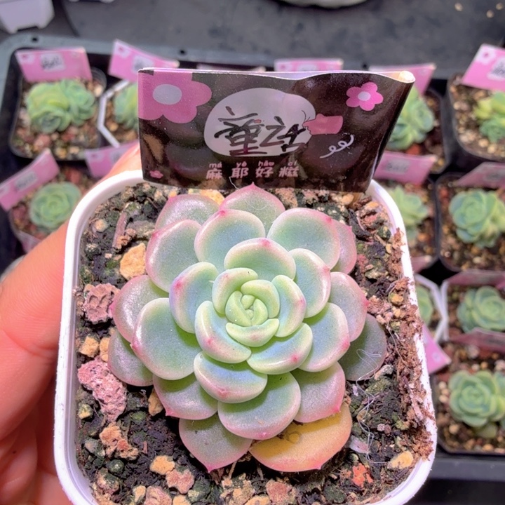 阿***蛋童话甜心啦啦啦啦