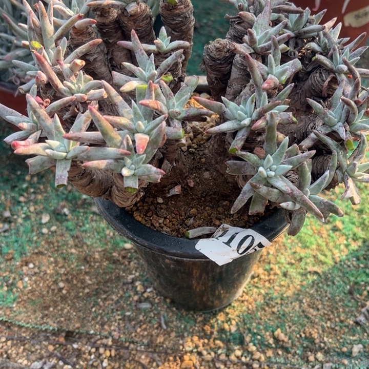 105号登喜拇指多肉植物