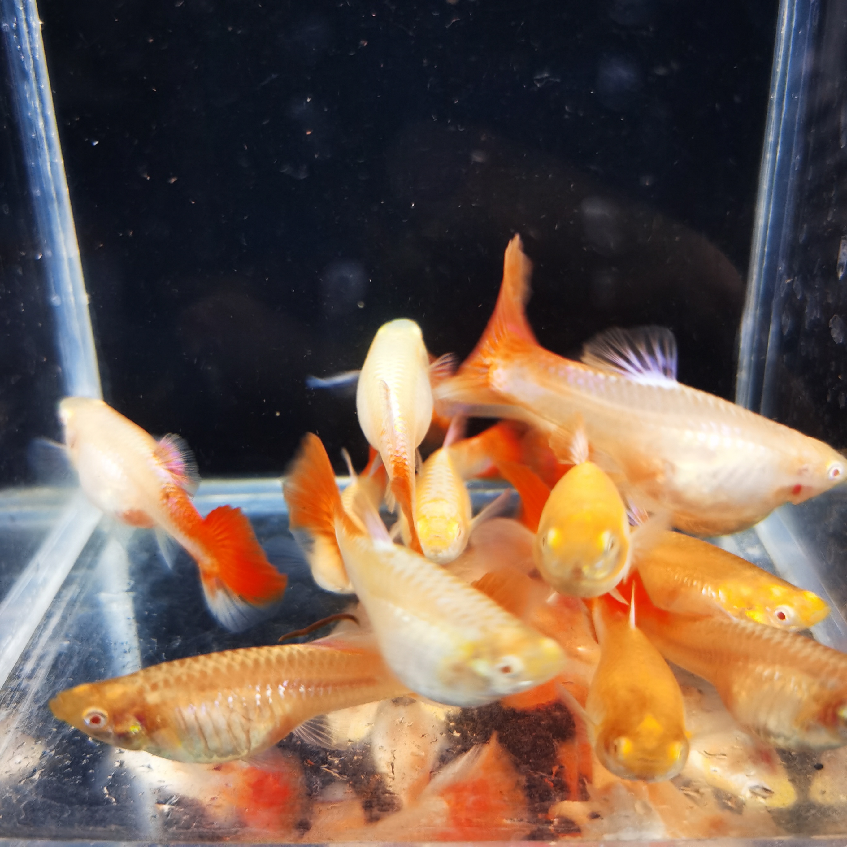 全红种鱼孕母套餐（入缸后不包损）