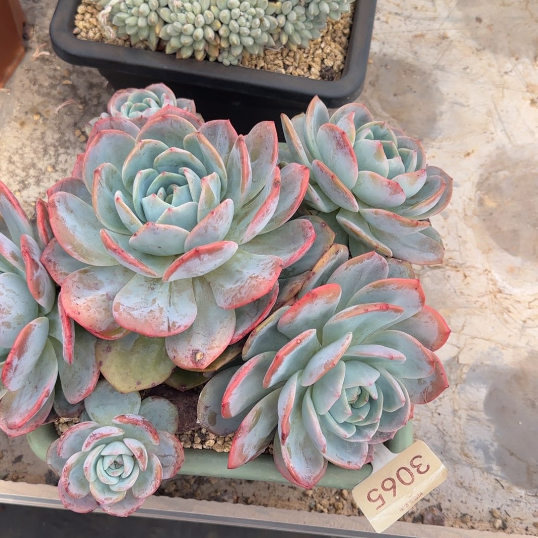 灵***说3065。     凤橙群多肉