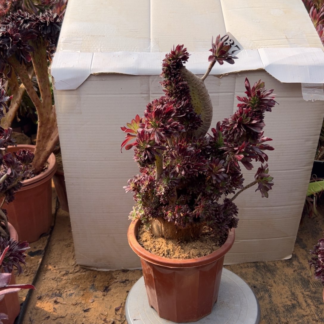 有伤黑缀037高35