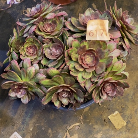 红丝绒多肉植物6171