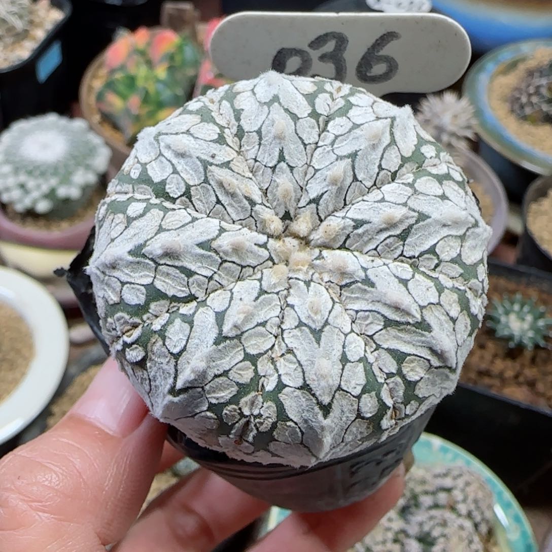 36实生v兜4.4厘米多肉