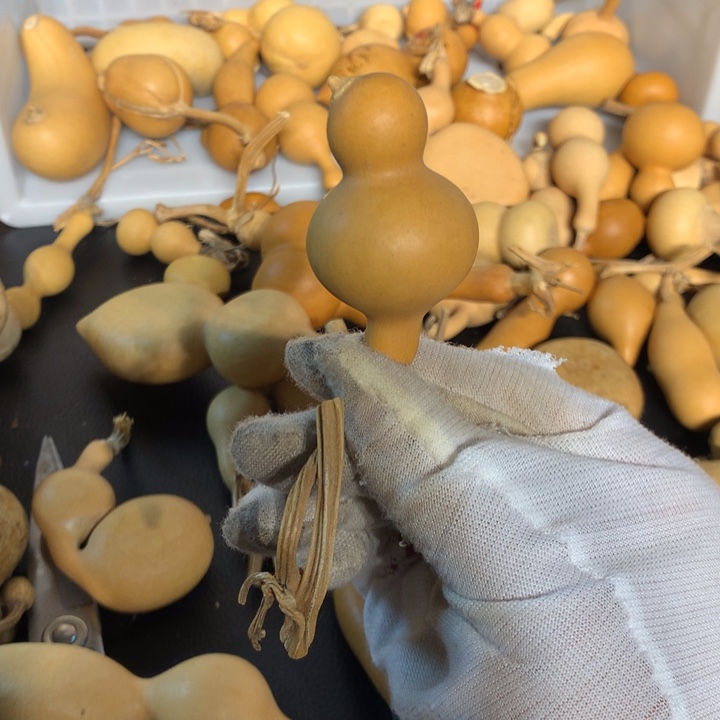 梨等经济林作物中提取和生长较